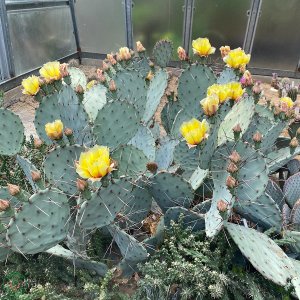 Opuncia ´MACROCENTRA´ - Opuntia macrocentra - výška 30-40 cm, kont. C3L (-2°C)  